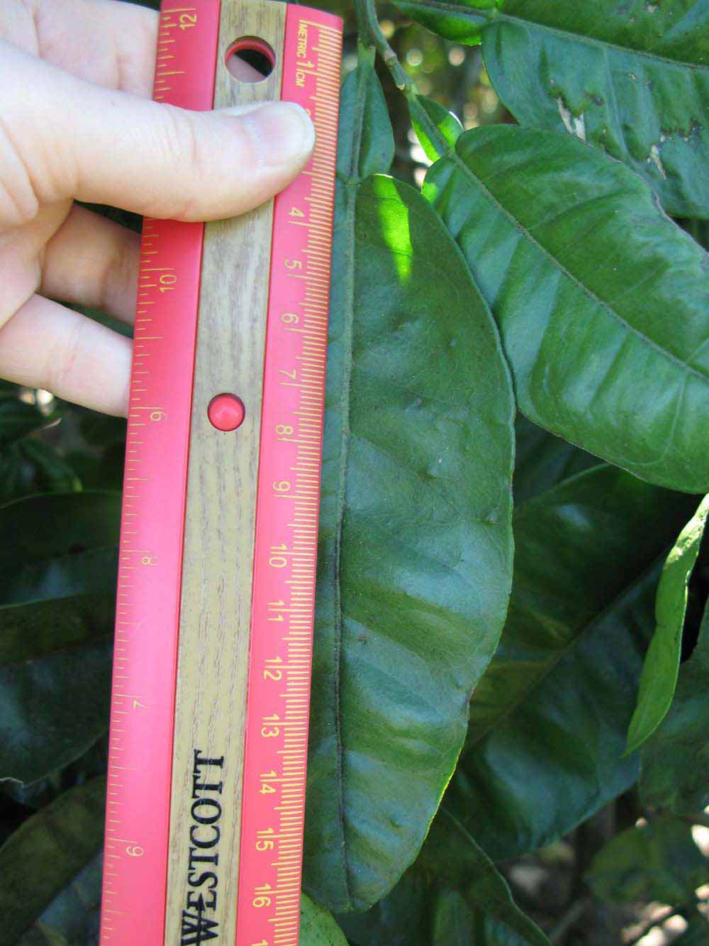              Unifoliolate leaf (Winter Haven, FL)       